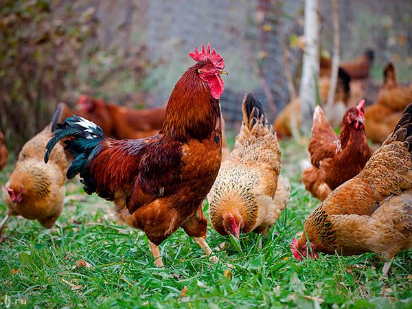 Породы куриц | ЗооТом - продажа, вязка и услуги для животных в Сергаче