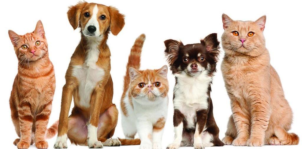 Доска объявлений о животных | ЗооТом - продажа, вязка и услуги для животных в Сергаче