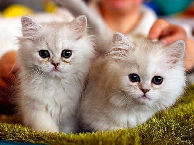 Породы кошек в Сергаче | ЗооТом портал о животных