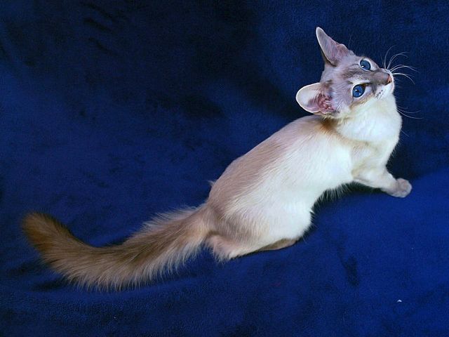 Выведенные породы кошек в Сергаче | ЗооТом портал о животных