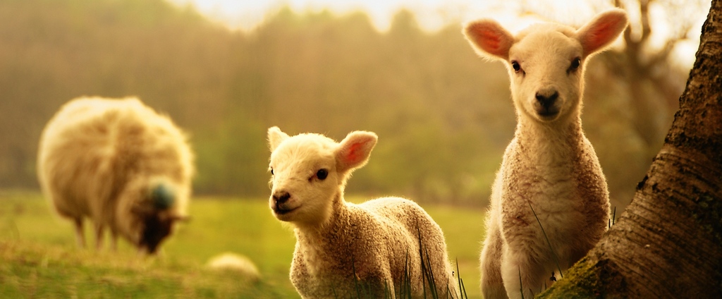 Объявления о сельскохозяйственных животных | ЗооТом - продажа, вязка и услуги для животных в Сергаче