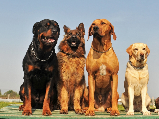 Крупные породы собак в Сергаче | ЗооТом портал о животных